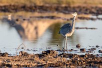 Grey Heron (Héron cendré) Savuti_Marsh