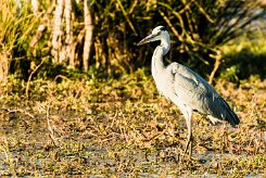 Grey Heron (Héron cendré)_x737A3414-2 null