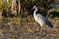 Grey Heron (Héron cendré) Grey Heron (Héron cendré)