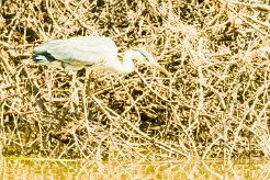 Grey Heron-(Héron cendré)_737A2707-2 null