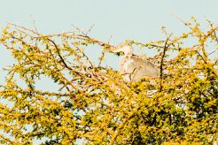Grey Heron-(Héron cendré)_737A3018-2 null