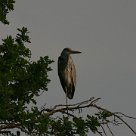 heron_cendre_11