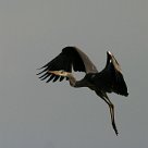 heron_cendre_13