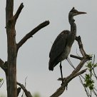 heron_cendre_21