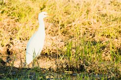 Western Cattle Egret (Héron garde-boeufs)_7D2_1497 null