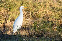 Western Cattle Egret (Héron garde-boeufs) Savuti_Marsh