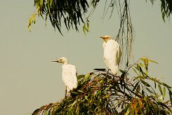 heron_gardeboeufs_02-2 null