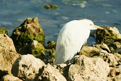 heron_gardeboeufs_03-2 null