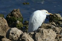 heron_gardeboeufs_03