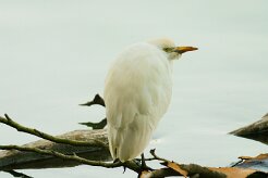 heron_gardeboeufs_04-2 null