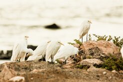 heron_gardeboeufs_06-2 null