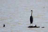 Goliath Heron (Héron goliath) Nata