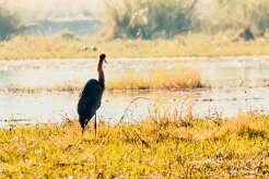 Goliath Heron (Héron goliath)_x737A3799-2 null