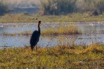 Goliath Heron (Héron goliath) Goliath Heron (Héron goliath)