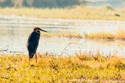 Goliath Heron (Héron goliath)_x737A3802-2 null