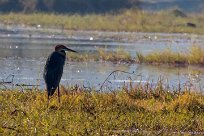 Goliath Heron (Héron goliath) Goliath Heron (Héron goliath)