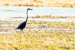 Goliath Heron (Héron goliath)_x737A4017-2 null