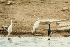 Heron_intermédiaire_Aigrette_ardoisee_01-2 null