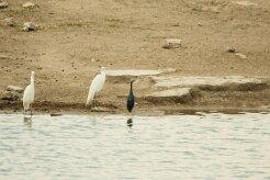 Heron_intermédiaire_Aigrette_ardoisee_02-2 null