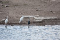 Intermediate egret, black heron (Héron intermédiaire, Aigrette ardoisée)