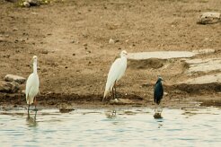 Heron_intermédiaire_Aigrette_ardoisee_03-2 null