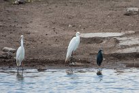 Intermediate egret, black heron (Héron intermédiaire, Aigrette ardoisée) Etosha