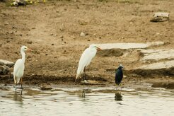 Heron_intermédiaire_Aigrette_ardoisee_04-2 null