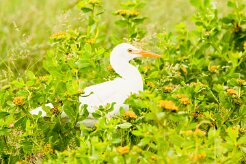 Intermediate Egret (Héron intermédiaire)_737A5349 null
