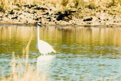 Intermediate Egret (Héron intermédiaire)_x737A4578-2 null