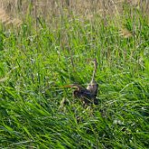 heron_pourpre_06-2 null
