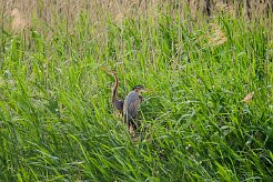 heron_pourpre_10-2 null