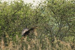 heron_pourpre_12-2 null