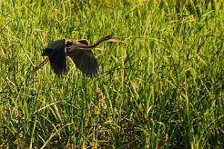 heron_pourpre_13-2 null