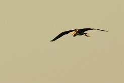 heron_pourpre_14-2 null