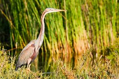 heron_pourpre_15-2 null