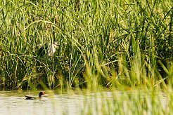 heron_pourpre_16-2 null