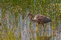 heron_pourpre_29