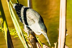Striated Heron (Héron strié)_x737A4212-2 null
