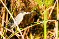 Striated Heron (Héron strié)_x737A4220-2 null