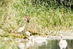 Bihoreau gris - Héron pourpré - Aigrette garzette - Cygne tuberculé_7D1_3640 null