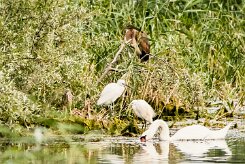 Bihoreau gris - Héron pourpré - Aigrette garzette - Cygne tuberculé_7D1_3642 null