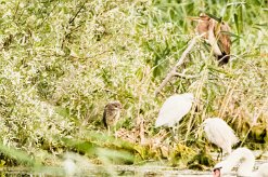 Bihoreau gris - Héron pourpré - Aigrette garzette - Cygne tuberculé_7D1_3645 null