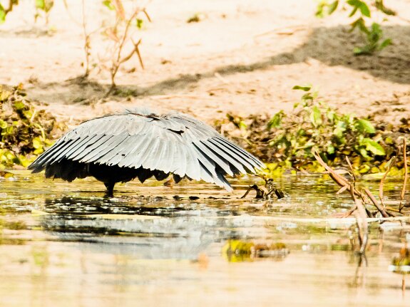 Aigrette ardoisée
