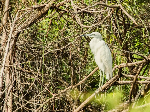 Aigrette bleue