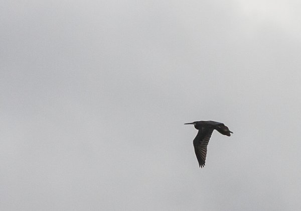 Aigrette des recifs