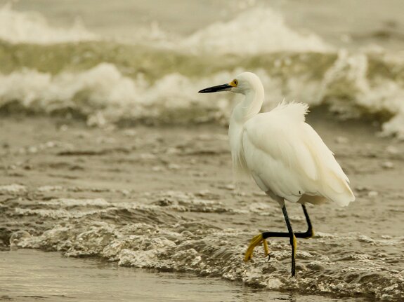 Aigrette neigeuse