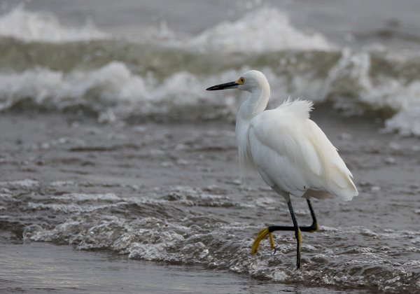 Aigrette neigeuse