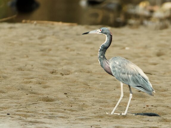 Aigrette tricolore