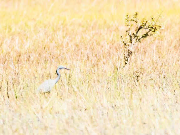 Aigrette vineuse