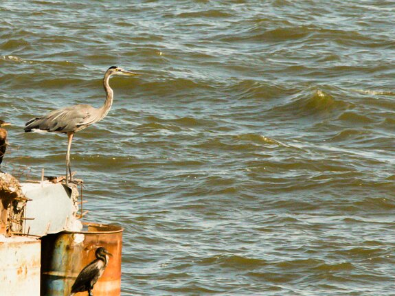 Grand Héron